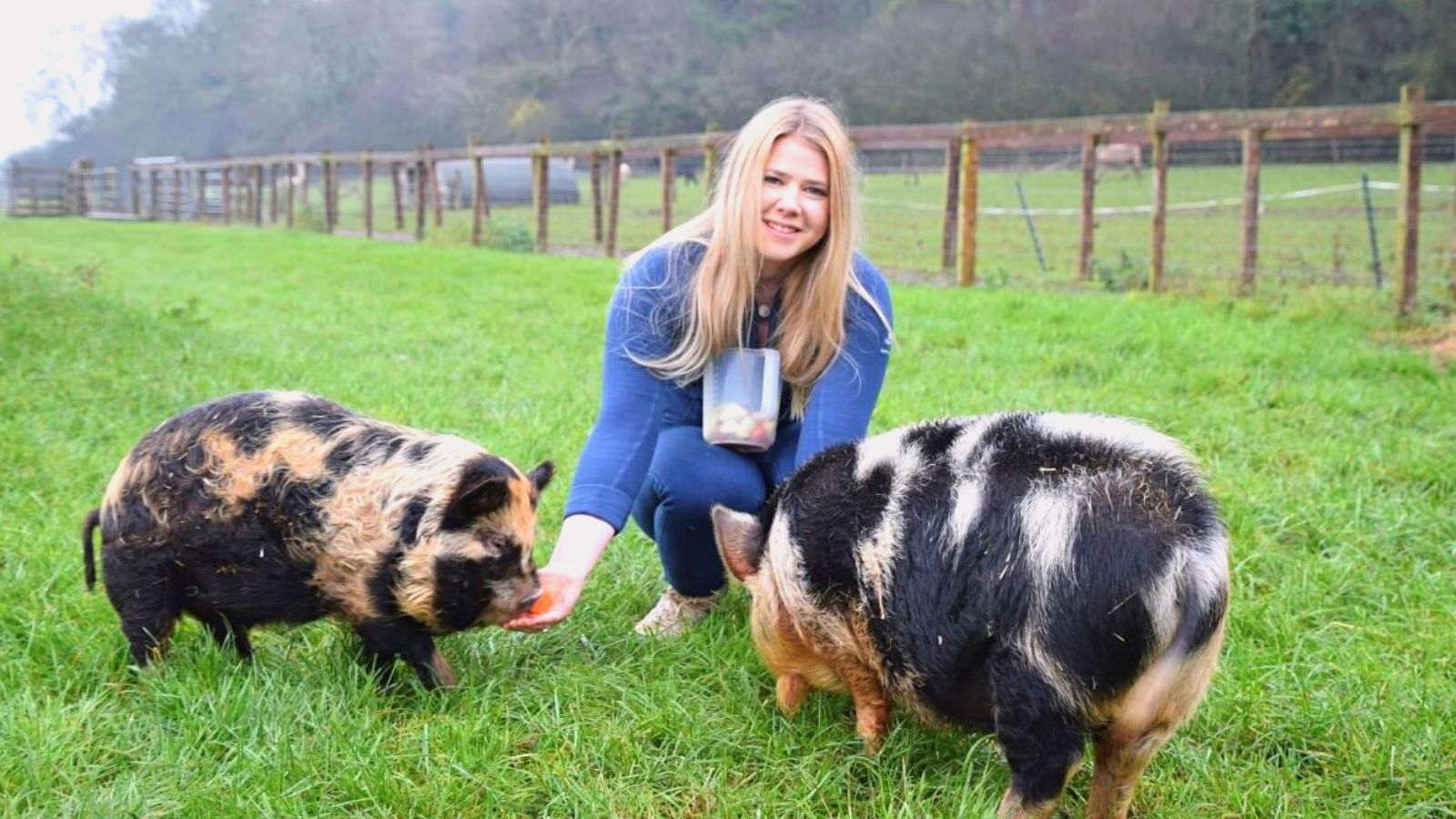 Lady with feeding two sows